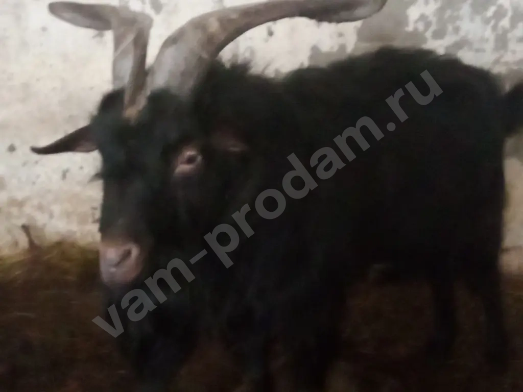 Альпийский козёл 1 года на племя горный