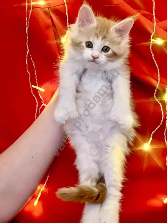 котята мейн-кун полидакт