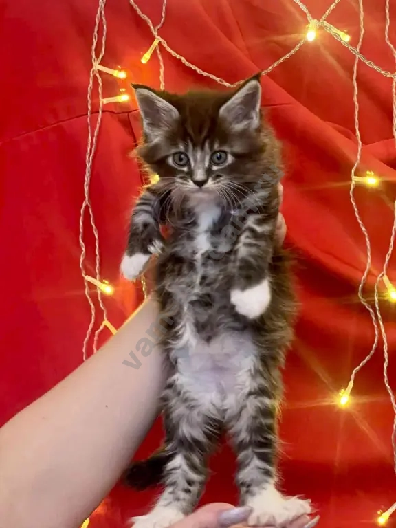котята мейн-кун полидакт