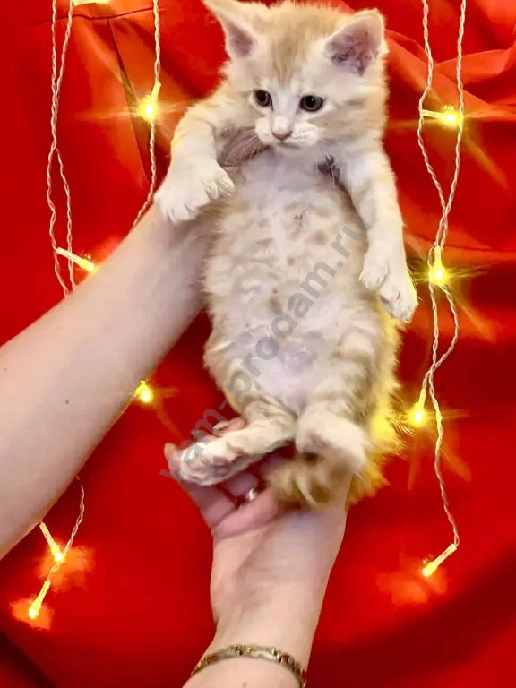 котята мейн-кун полидакт