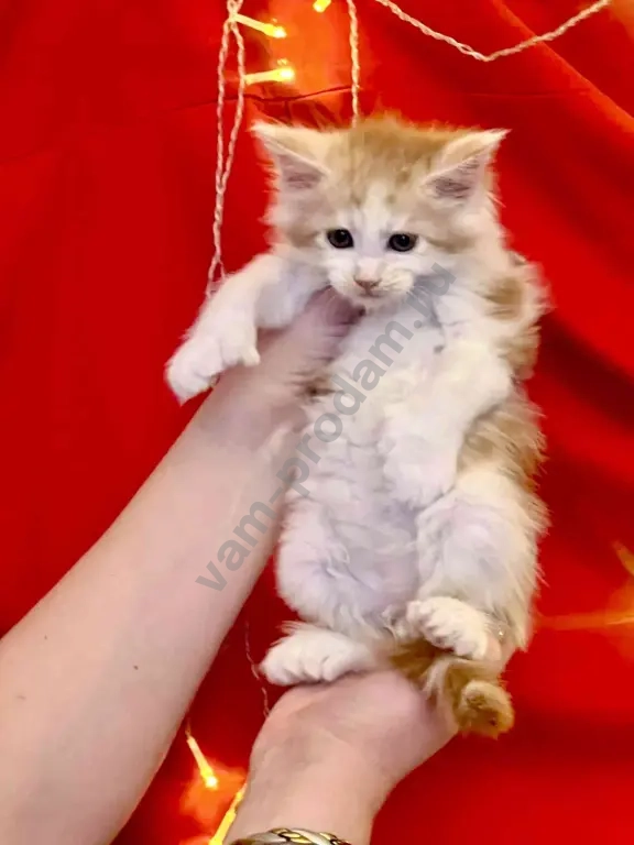 котята мейн-кун полидакт