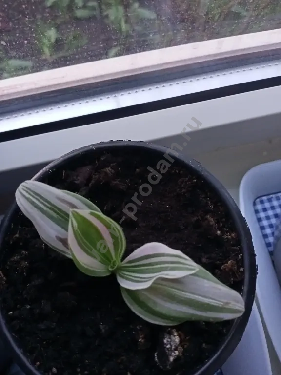 продаю традисканцию или меняю на другой цветок