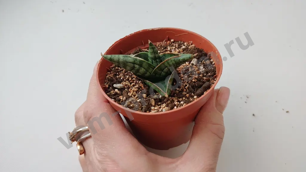 сансевиерия цилиндрика инти, муншайн, футура суперба, ханни