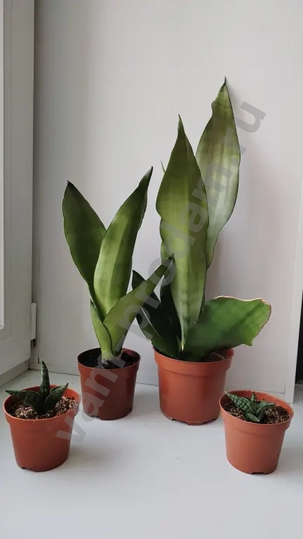 сансевиерия цилиндрика инти, муншайн, футура суперба, ханни