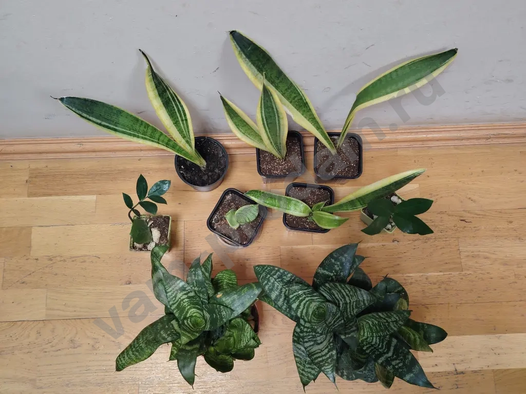 сансевиерия цилиндрика инти, муншайн, футура суперба, ханни