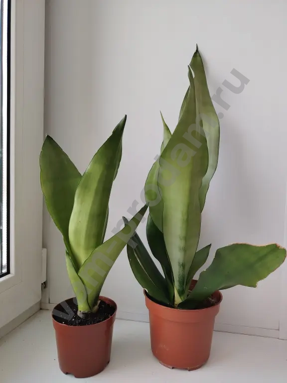 сансевиерия цилиндрика инти, муншайн, футура суперба, ханни