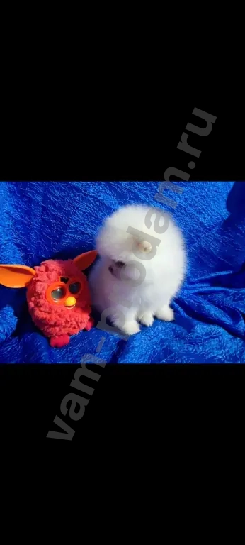 Померанский шпиц(той)