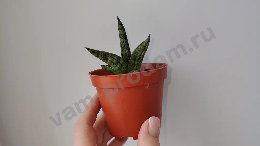 сансевиерия цилиндрика инти, муншайн, футура суперба, ханни