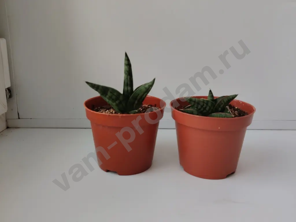 сансевиерия цилиндрика инти, муншайн, футура суперба, ханни