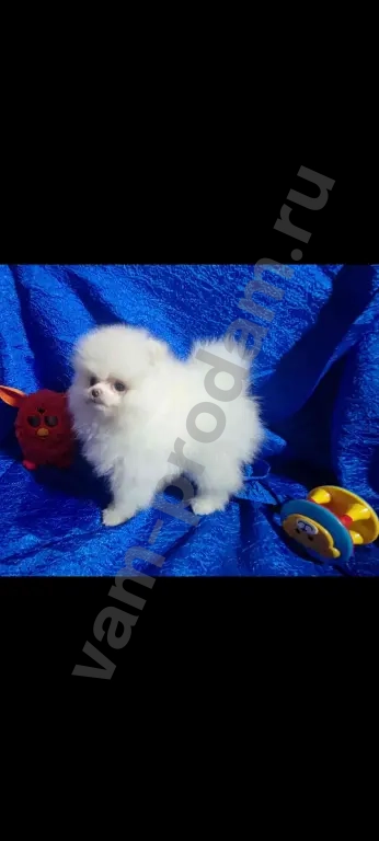 Померанский шпиц(той)