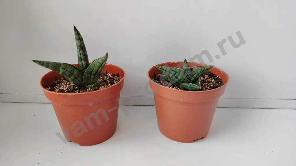 сансевиерия цилиндрика инти, муншайн, футура суперба, ханни