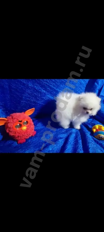 Померанский шпиц(той)