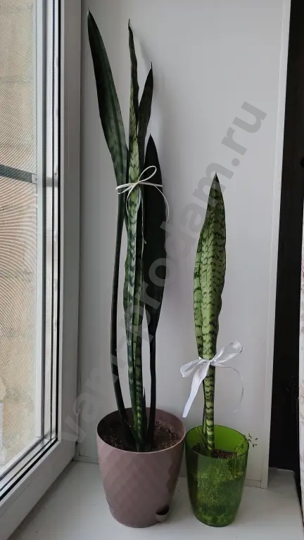 сансевиерия цилиндрика инти, муншайн, футура суперба, ханни