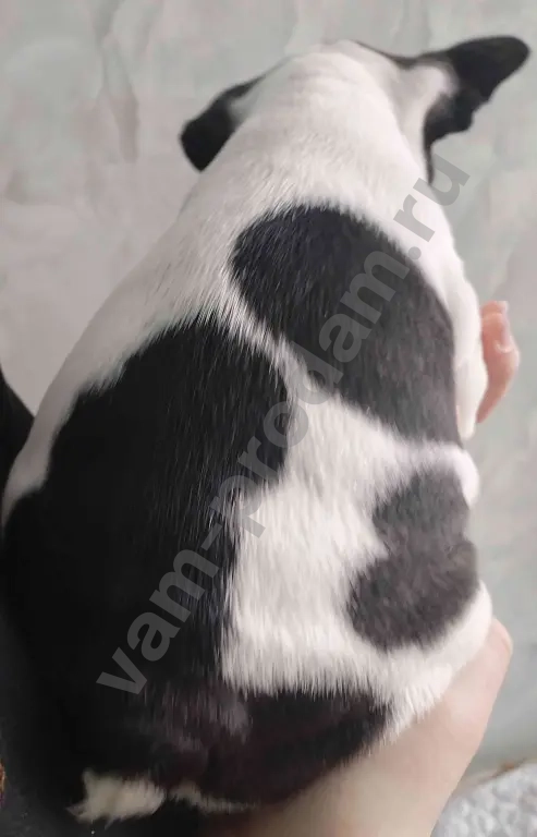 Щенки французского бульдога