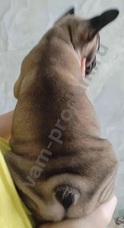 Щенки французского бульдога