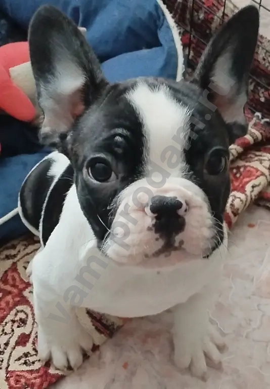 Щенки французского бульдога