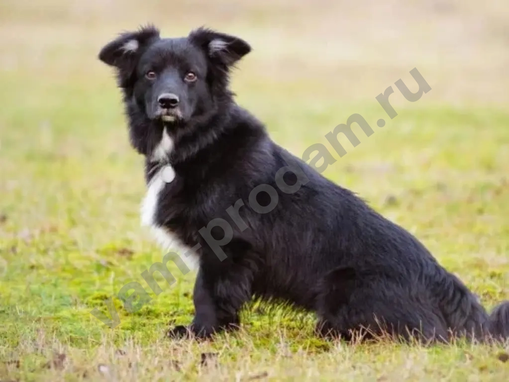 собака дворняга