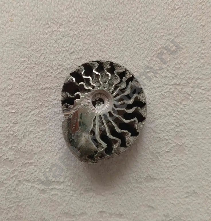 Аммонит пиритовый