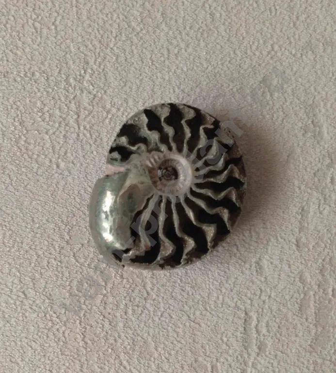 Аммонит пиритовый