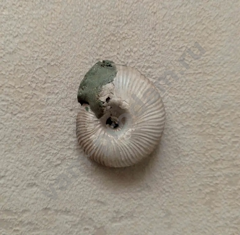 Аммонит пиритовый