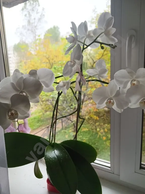 Орхидея