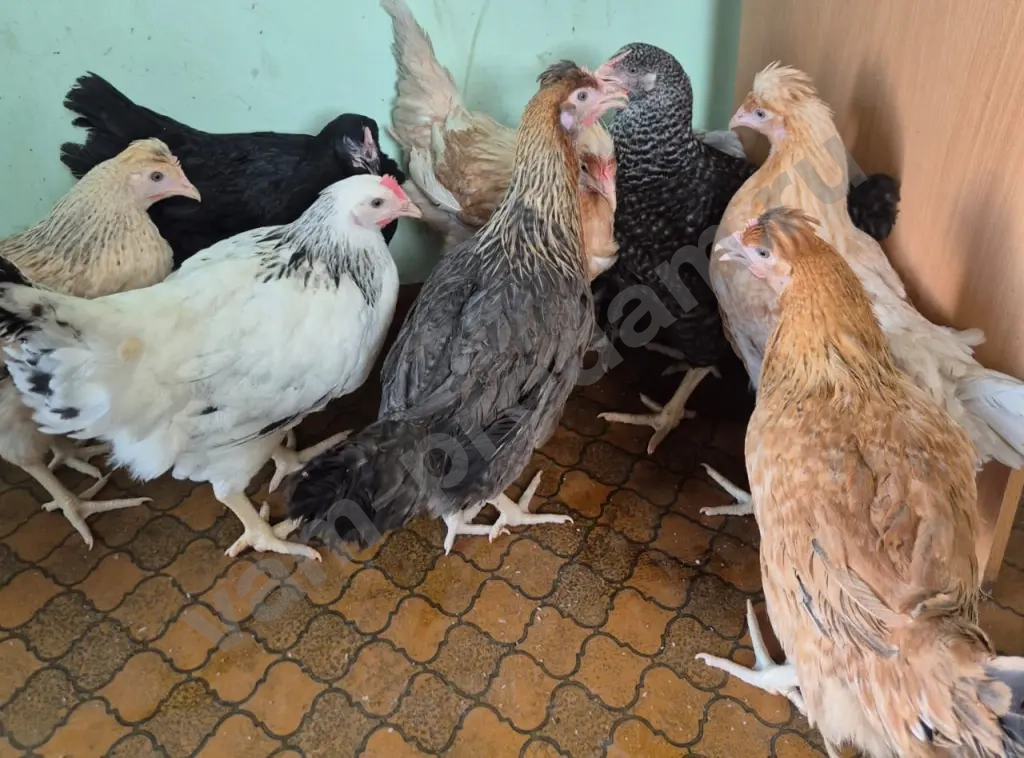 Молодые Куры Несушки