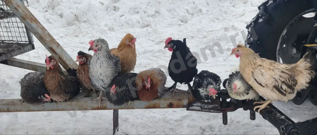Молодые Куры Несушки