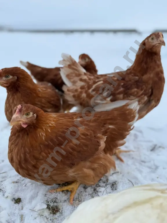 Молодые Куры Несушки