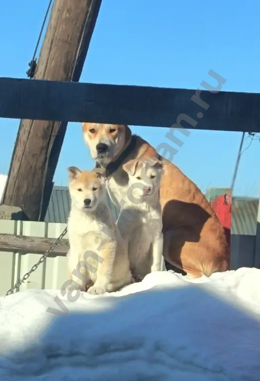 Отдаю щенков в добрые руки.