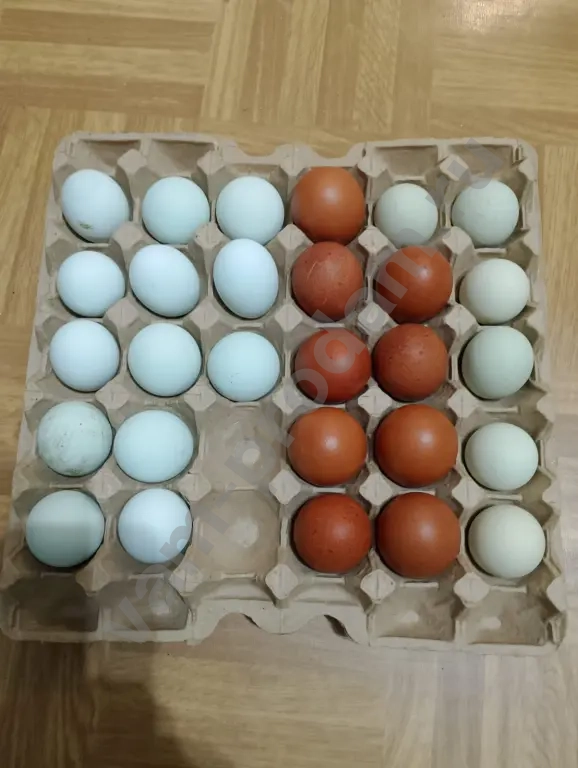 инкубационное яйцо цыплята