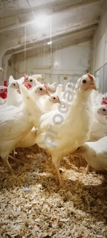 Молодые Куры Несушки