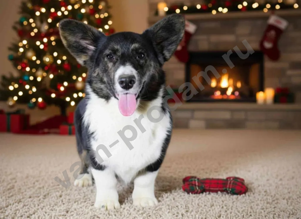 Корги мальчик