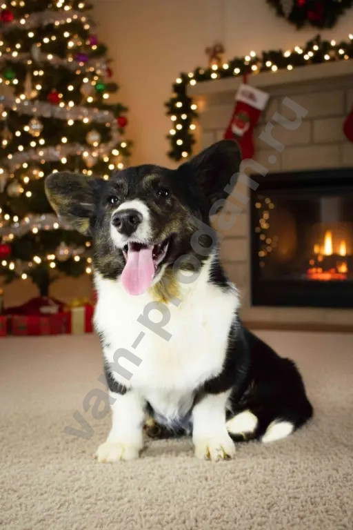 Корги мальчик