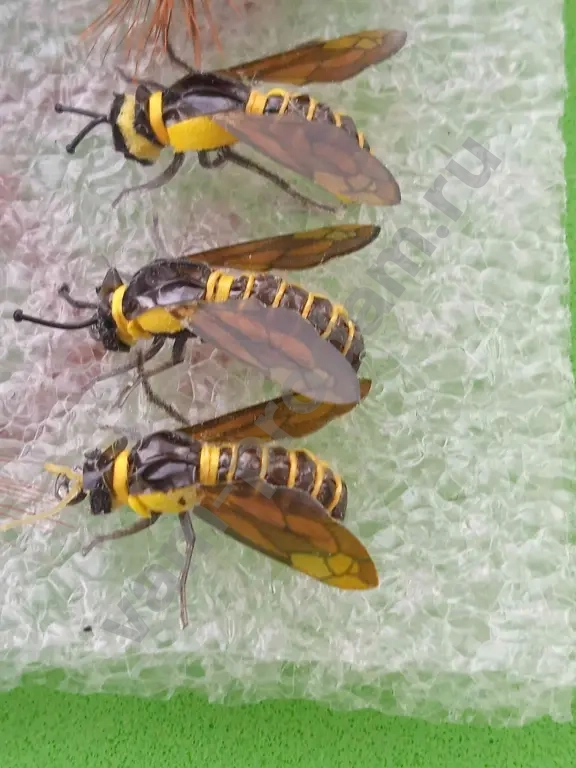 мушки рыболовные