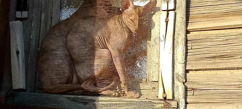 Кошко сфинкс