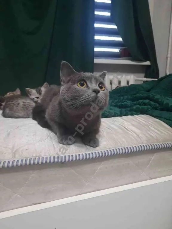 Шотландские котята