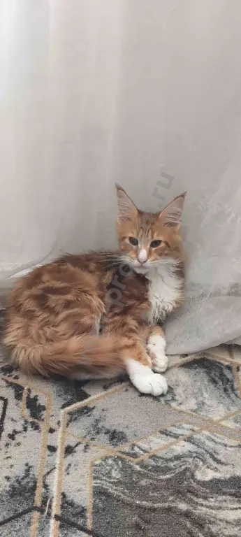 Котята Мейн-кун
