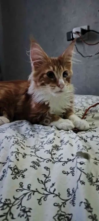 Котята Мейн-кун
