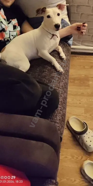 Передержка/Дрессировка/Выгул