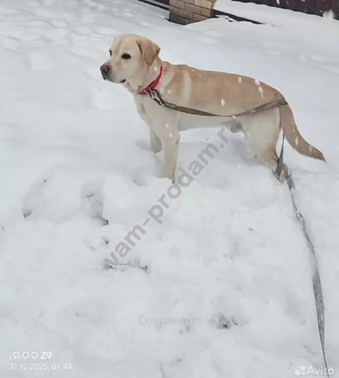 Передержка/Дрессировка/Выгул