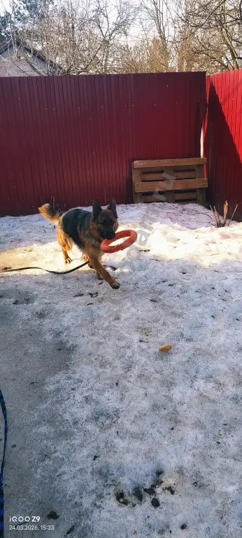 Передержка/Дрессировка/Выгул