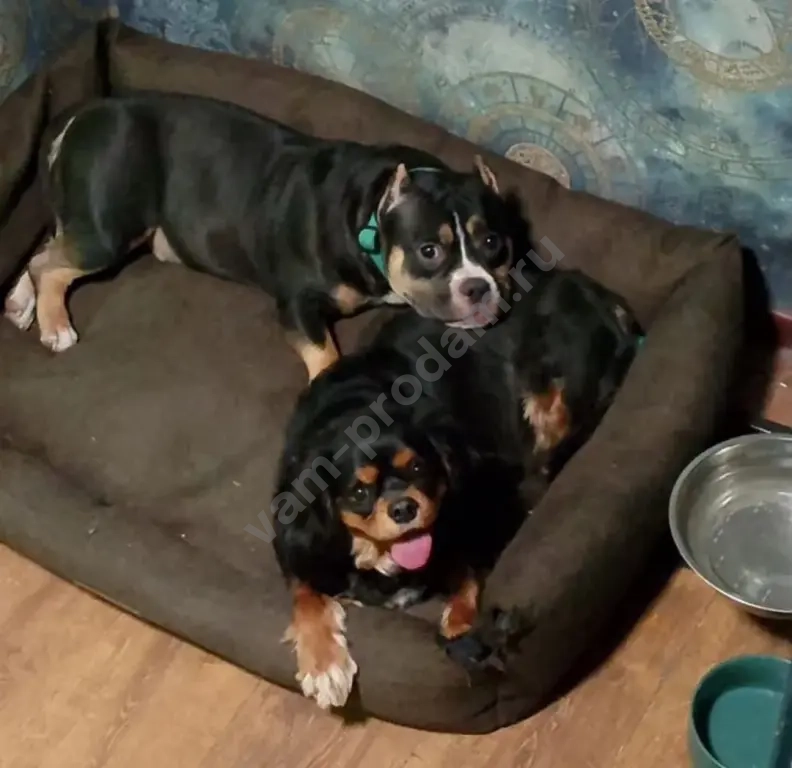 Передержка/Дрессировка/Выгул