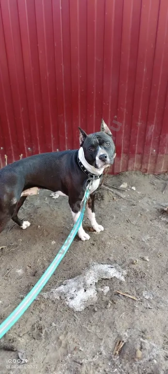 Передержка/Дрессировка/Выгул