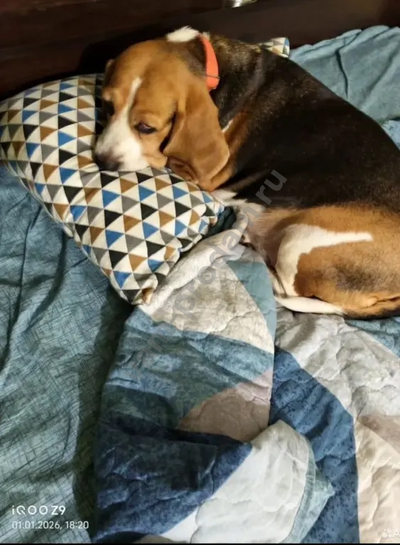 Передержка/Дрессировка/Выгул