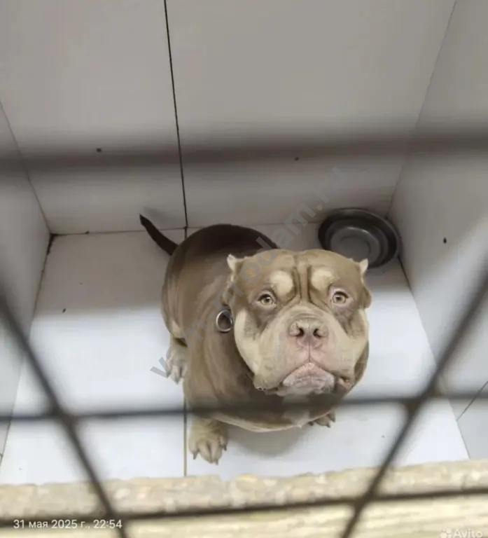 Передержка/Дрессировка/Выгул