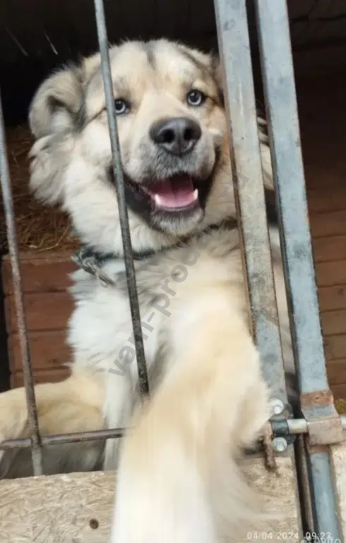 Передержка/Дрессировка/Выгул