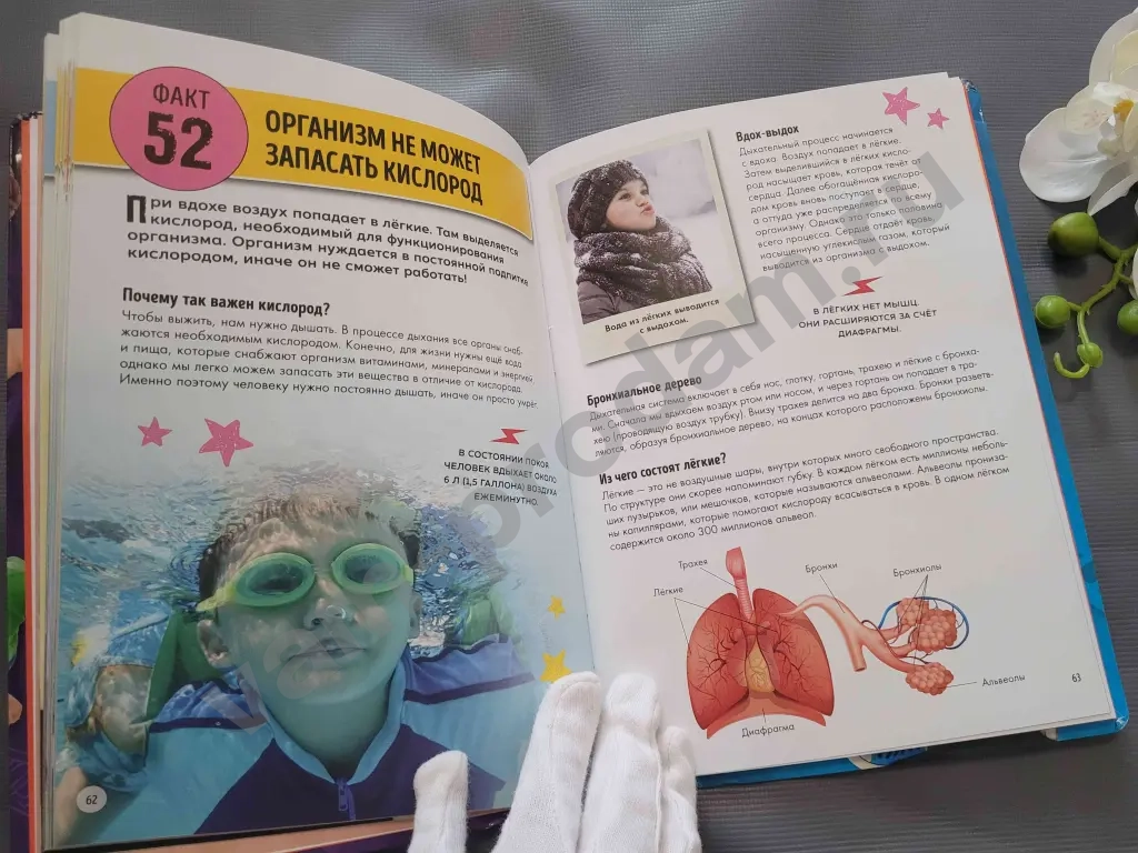 Всё о теле человека / Лайза Риган