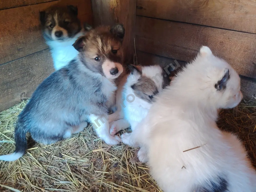 Щенков лайки