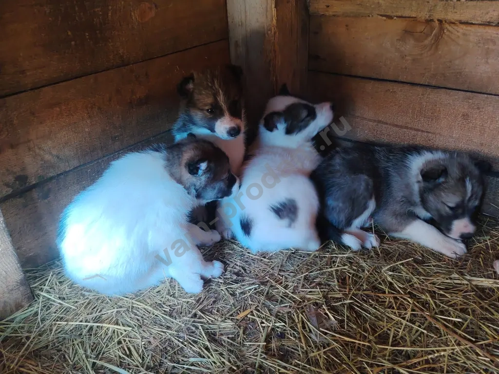 Щенков лайки