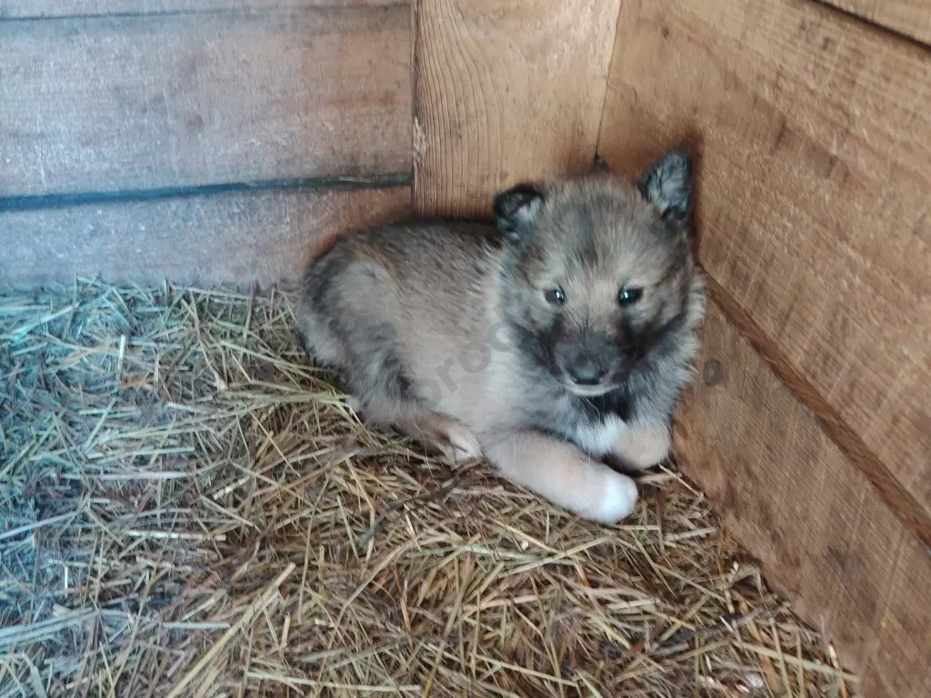 Щенков лайки